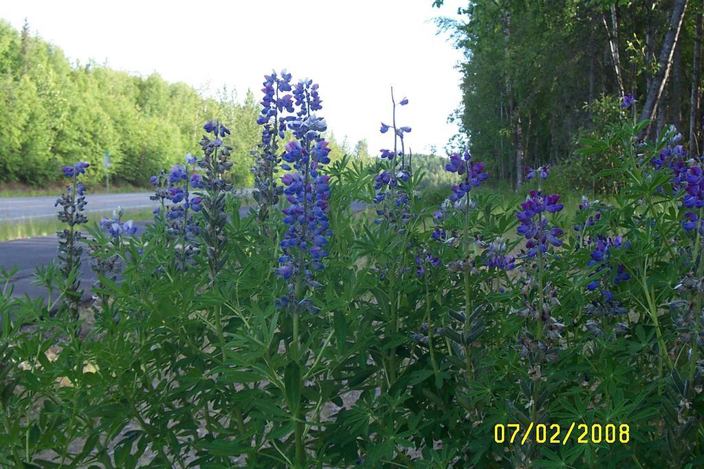 Grace And Bill'S Freedom Hills B&B Talkeetna Extérieur photo