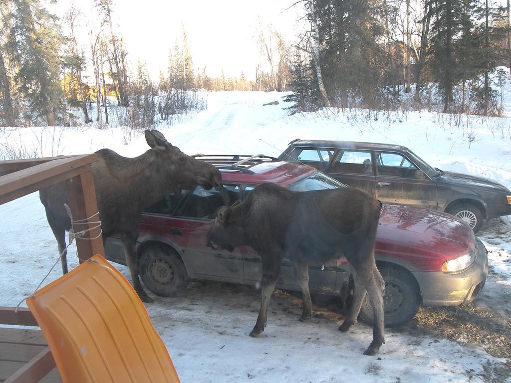 Grace And Bill'S Freedom Hills B&B Talkeetna Extérieur photo
