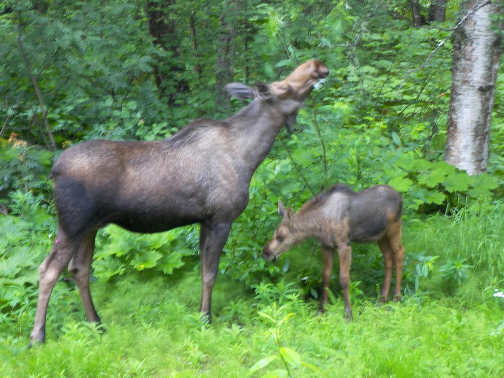 Grace And Bill'S Freedom Hills B&B Talkeetna Extérieur photo
