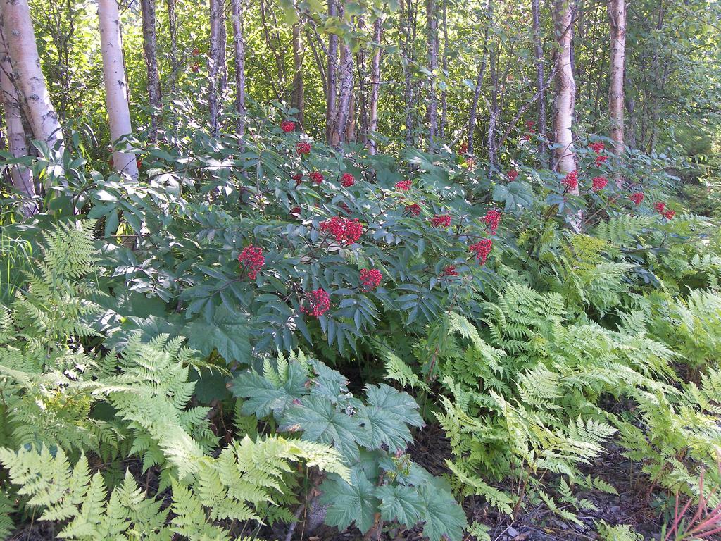 Grace And Bill'S Freedom Hills B&B Talkeetna Extérieur photo