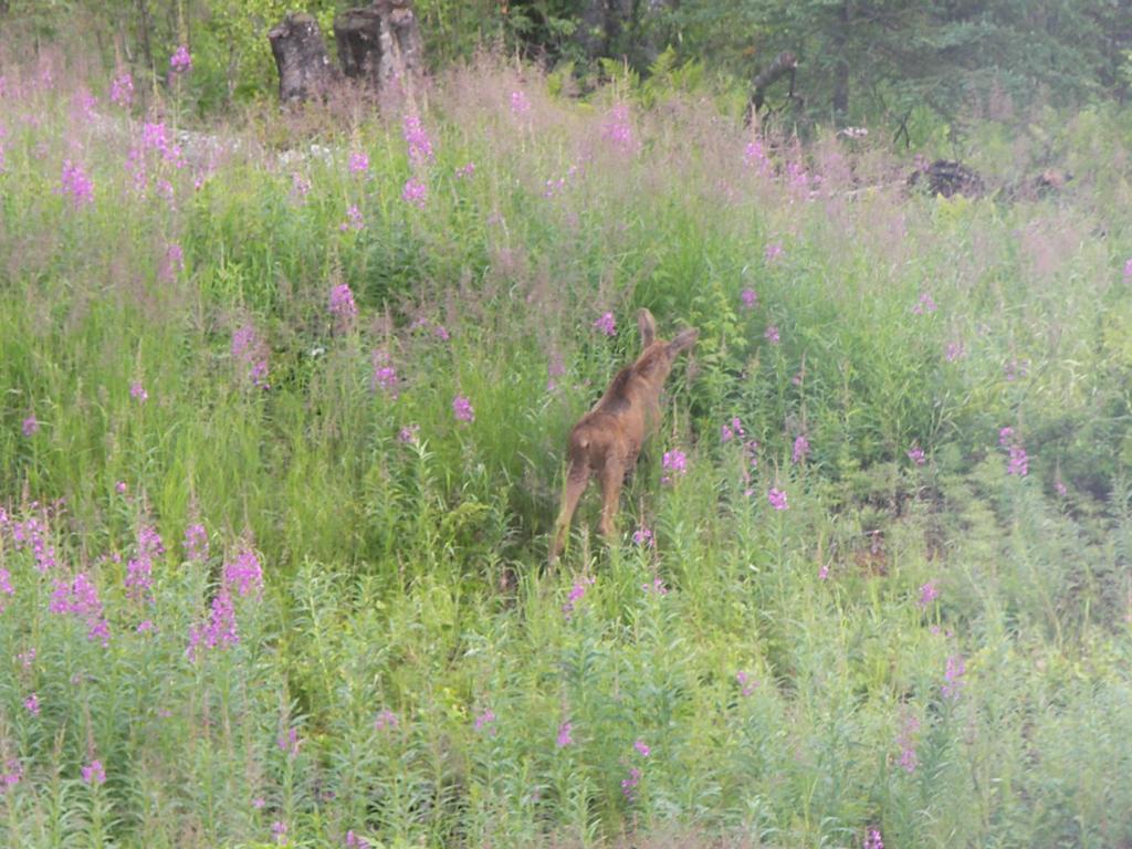 Grace And Bill'S Freedom Hills B&B Talkeetna Extérieur photo